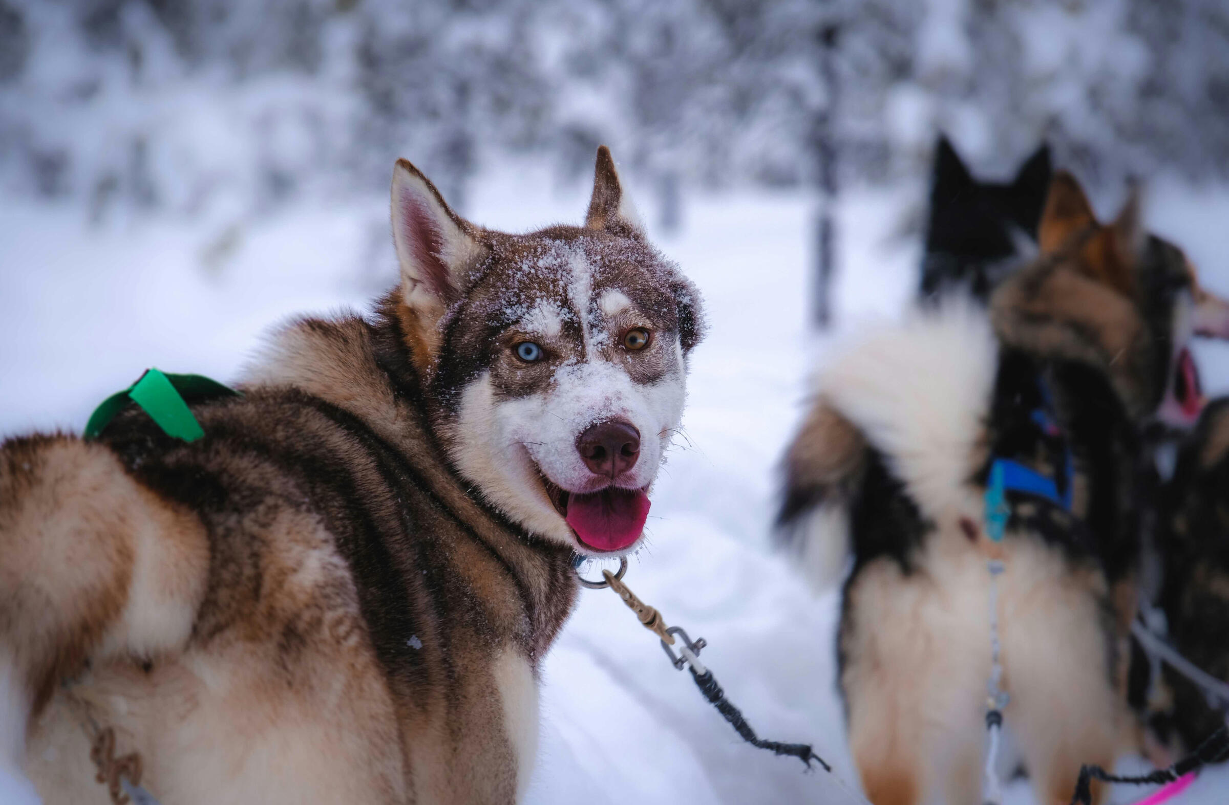 Dogsled team, husky with one blue eye and one brown eye, snowy day, 3 dogs visible
